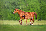 Fototapeta Konie - Mare with foal