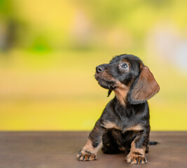 Canvas Print - Dachshund puppy sits at autumn park and looks away and up. Empty space for text