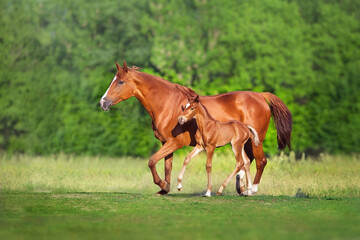 Wall Mural - mare with foal