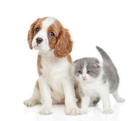 Aufkleber - Friendly Cavalier King Charles Spaniel sits with tiny kitten. isolated on white background