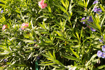 Poster - Small green leaves in hedge wall texture background. Closeup green hedge plant in garden. Eco evergreen hedge wall. Natural backdrop. Beauty in nature