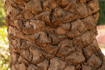 Poster - palm tree closeup wood bark.