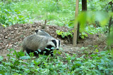 Badger Meles Borsuk europejski