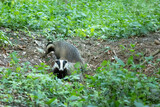 Badger Meles Borsuk europejski