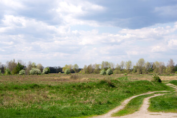 Wall Mural - Spring meadow. Breaking green grass in spring under the blue sky, grass texture. Beautiful morning light in public park with green grass field an.