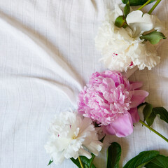 Poster - Minimal template with blank copy space, three flowers of white and pink peonies on light gray linen fabric background. Flat lay, top view. Mockup