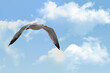 A seagull in flight, wings spread, against a blue sky with white cloud, and copy space in right side.