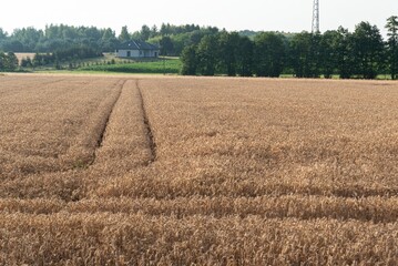 Ears of grain close-up. Golden ripening grain. Ears of rye before harvest in the field. Growing grain in the field.