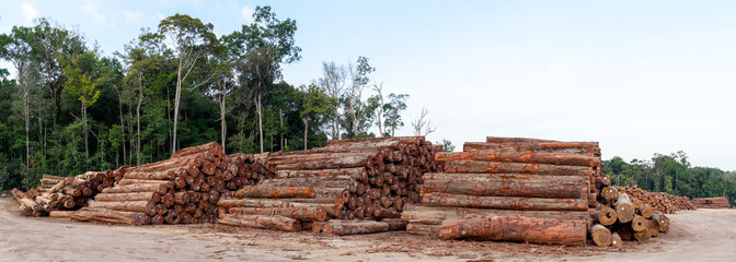 Sticker - Sustainable forestry: timber log storage yard in the brazilian Amazon rainforest