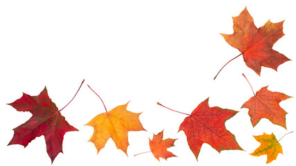 Wall Mural - Autumn orange leaves falling down Isolated on white background