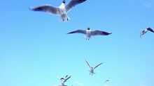 Close Up Of Seagull Is Flying On Beautiful Blue Sky