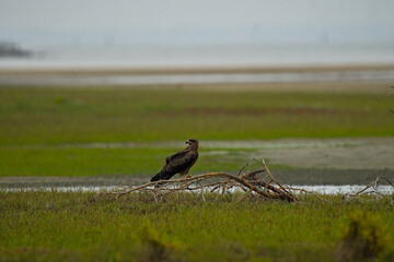 Brahminy kite perched on a broken tree branch 