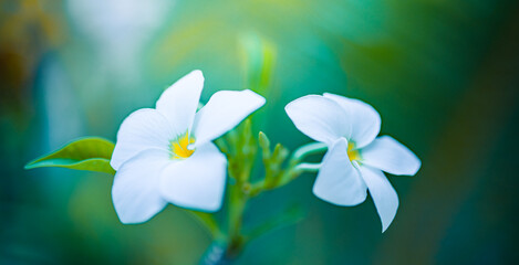 Wall Mural - Closeup bloom white plumeria flowers in the morning. Exotic Frangipani tropical garden floral blossoms on soft green blue background. Romantic love flowers, idyllic pastel colors serene lush foliage