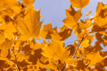 beautiful tulip tree foliage with bright yellow foliage