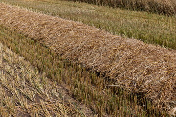 Wall Mural - sunny weather in the field with a harvest of oats