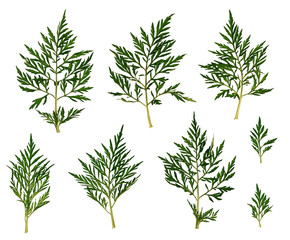 Wall Mural - set of ambrosia leaves isolated on a white background. elements for creating designs, cards, pattern
