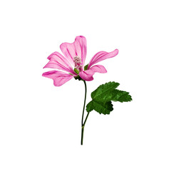 Wall Mural - Pink flower of common mallow (Malva Sylvestris) isolated on white background.