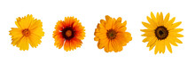 Botanical Collection. Four Yellow Flowers Isolated On A White Background, Top View.Lanceleaf Coreopsis, Sunflower, Heliopsis Helianthoid, Gaillardia. Elements For Creating Collage Or Design, Postcards