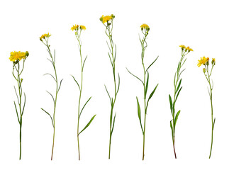 Wall Mural - Botanical Collection. Set of yellow wildflowers Crepis tectorum isolated on white background. Elements for creating designs, cards, patterns, floral arrangements, frames, wedding cards and invitations