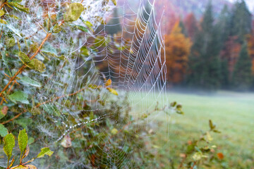 spider web in the morning