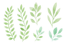 Watercolor Leaves Illustration Set - Green Leaf Branches Collection For Wedding, Greetings, Stationary, Wallpapers, Fashion, Background. Olive, Green Leaves, Eucalyptus Etc