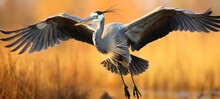 Animal Wildlife Photography - Gray Heron ( Ardea Cinerea ) With Wings Flying Wide Open