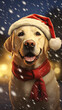 Labrador dressed as Santa Claus - dog with Santa hat