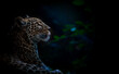 A leopard sits in a dark forest and watches the moon.