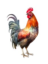 Watercolor Illustration Of A Rooster On White Background.