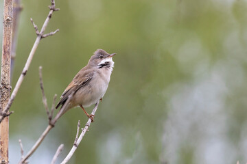 Poster - Male Common whitethroat sitting on a tree branch in spring