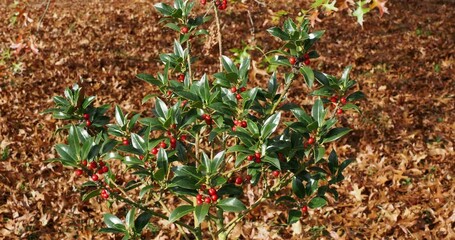 Poster - Jeune plant de houx commun (Ilex aquifolium) à fructification hivernale rouge et feuillage vert brillant à bords épineux et lisse