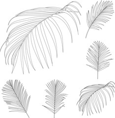  Areca palm leaves line art tropical plant leaf collection isolated on white background