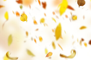 Wall Mural - yellow leaves. autumn leaves isolated on white. autumn leaves border. Falling  Maple Leaves PNG , Flying Leaves, Leaves PNG. Autumn leaves png 