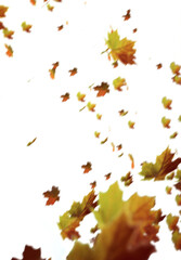Wall Mural - autumn leaves on white yellow leaves. autumn leaves isolated on white. autumn leaves border. Falling  Maple Leaves PNG , Flying Leaves, Leaves PNG. Autumn leaves png 