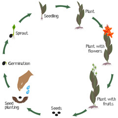 Wall Mural - A growth cycle of cannas plant on a white background.