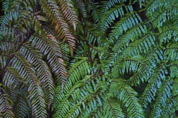 Close up leaf fern two tone color natural, brown and green tree, plant, ozone, mountain, background, environment