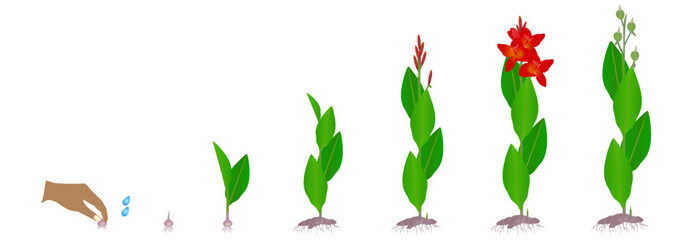 Wall Mural - Growth cycle of a canna plant from rhizomes on a white background.