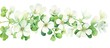 Create a watercolor illustration of the oxalis articulata plant featuring its distinct white blossoms
