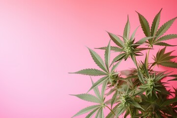 Front view close up of a lovely green marijuana plant with hemp leaves on a pink background