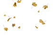 autumn leaves on the ground. yellow leaves. autumn leaves isolated on white. autumn leaves border. Falling Maple Leaves PNG , Flying Leaves, Leaves PNG. Autumn leaves png