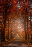 Fototapeta Krajobraz - Jesienny pejzaż. Kolorowe jesienne liście na drzewach