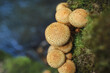 beautiful, edible and inedible mushrooms in the forest, growing near the water, on trees, in gorges, in the grass.