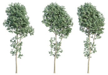 Wall Mural - set of trees, 3D rendering, isolated on a transparent background. Perfect for illustration, digital composition, and architecture visualization