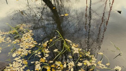 Wall Mural - Fallen yellow leaves in the pond in autumn. Reflections of trees without leaves in the water. A light breeze drives the waves on a sunny day