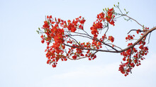 Close Up Of Delonix Regia Flower (Royal Poinciana, Flamboyant Tree, Flame Tree, Peacock Flower, Gulmohar) In White Background