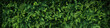 Dense green forest top-view