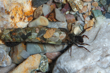 caddis larva trichoptera