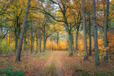 Fototapeta Miasto - Piękna polska złota jesień w parku narodowym. Ścieżka w jesiennym polskim lesie