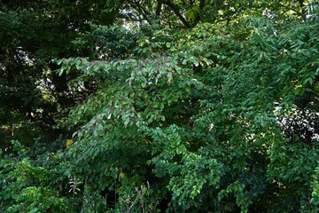 Wall Mural - Giant dogwood ( Cornus controversa ) fruits. The fruit is a spherical drupe that ripens from red to black-purple in autumn, and is loved by wild birds, especially bulbuls.