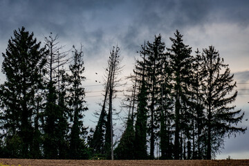 Canvas Print - Waldschäden